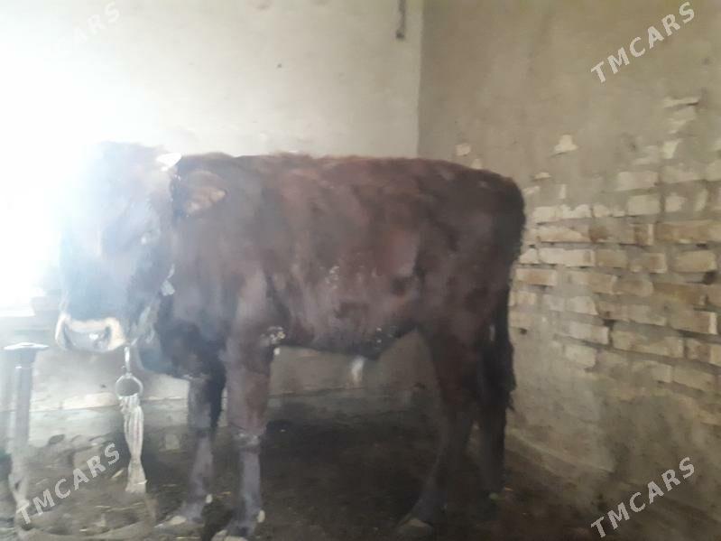 Okuzceler - Векильбазар - img 2