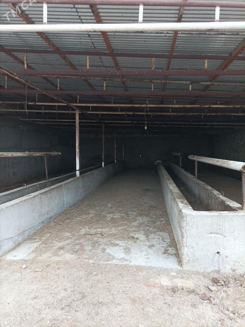 mellek ýer - Бахарден - img 5