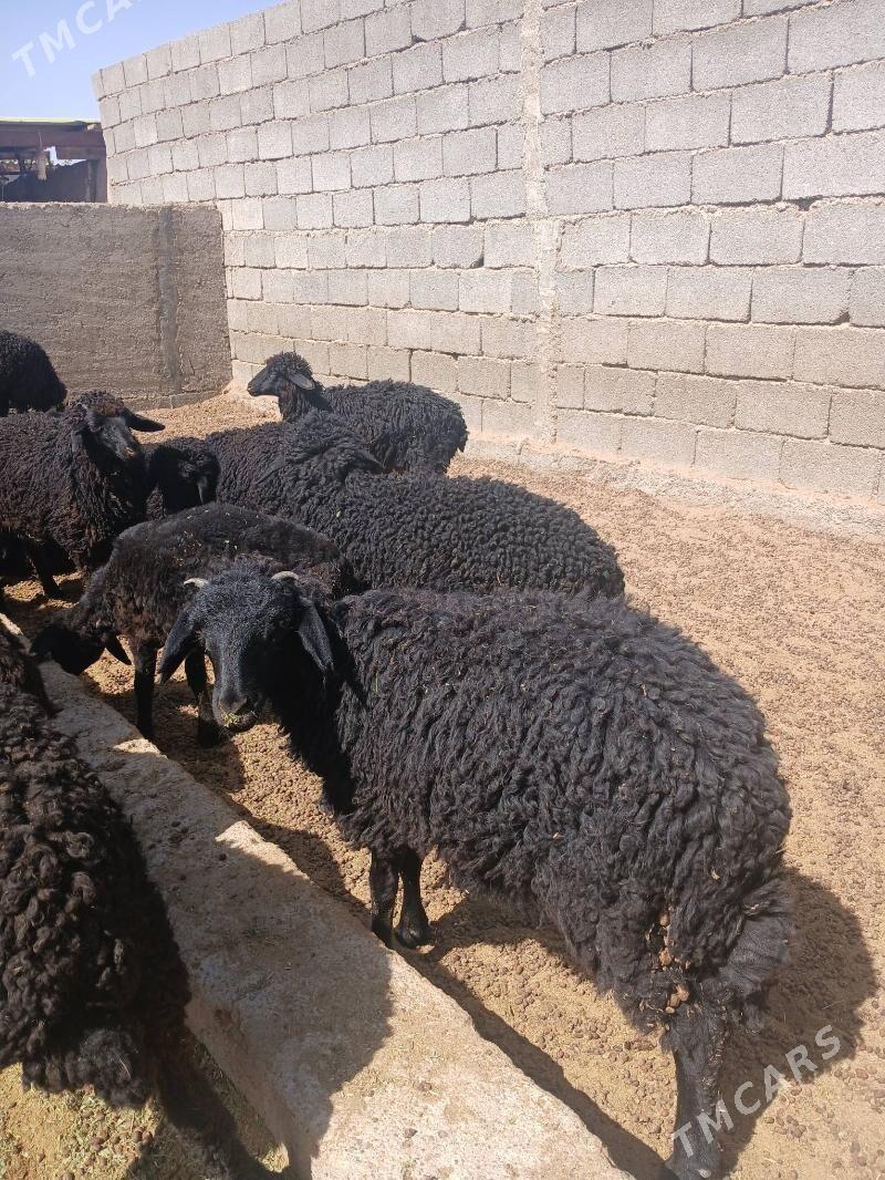 Tokli - Ашхабад - img 3