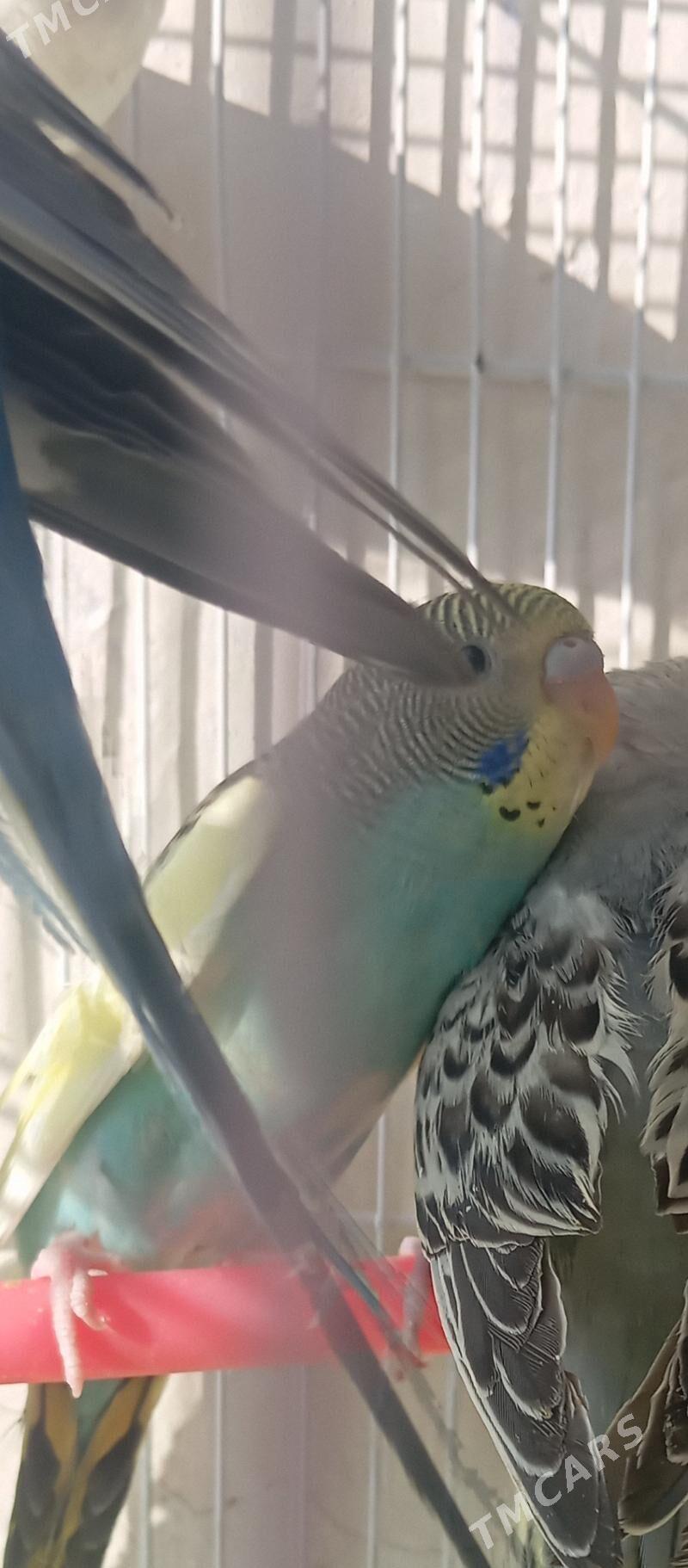 попугай popugay - Мир 7 - img 2