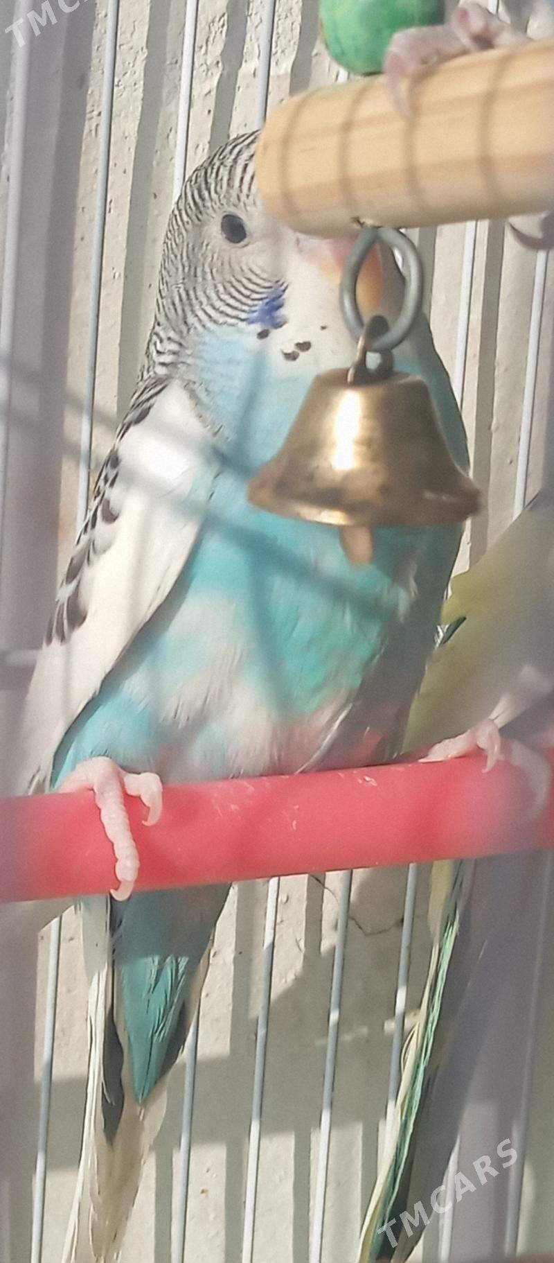 попугай popugay - Мир 7 - img 1