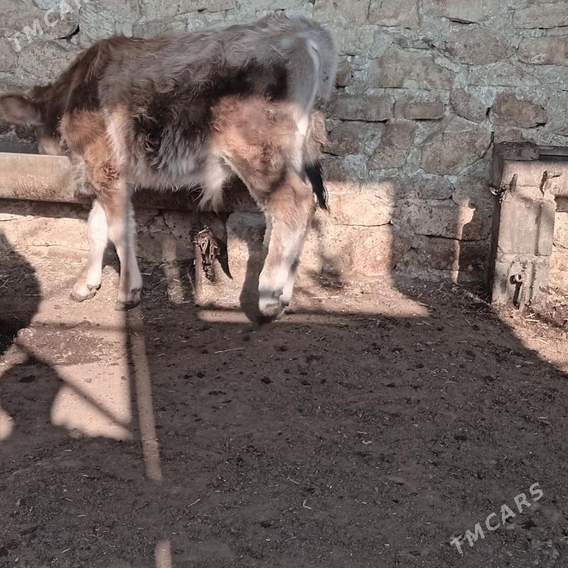 sbet okuzce - Гызыларбат - img 3