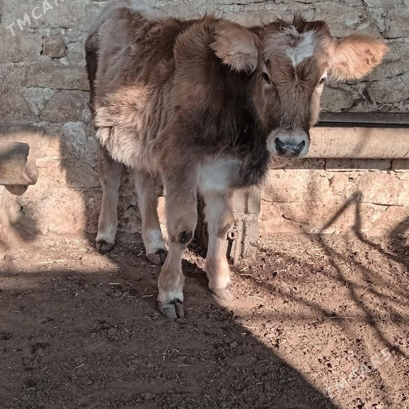 sbet okuzce - Гызыларбат - img 4