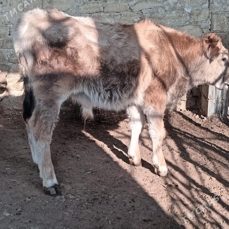 sbet okuzce - Гызыларбат - img 2