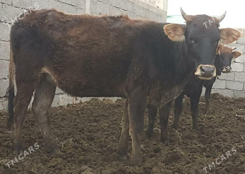 gysyr bakylan tüwe - Гёкдепе - img 1