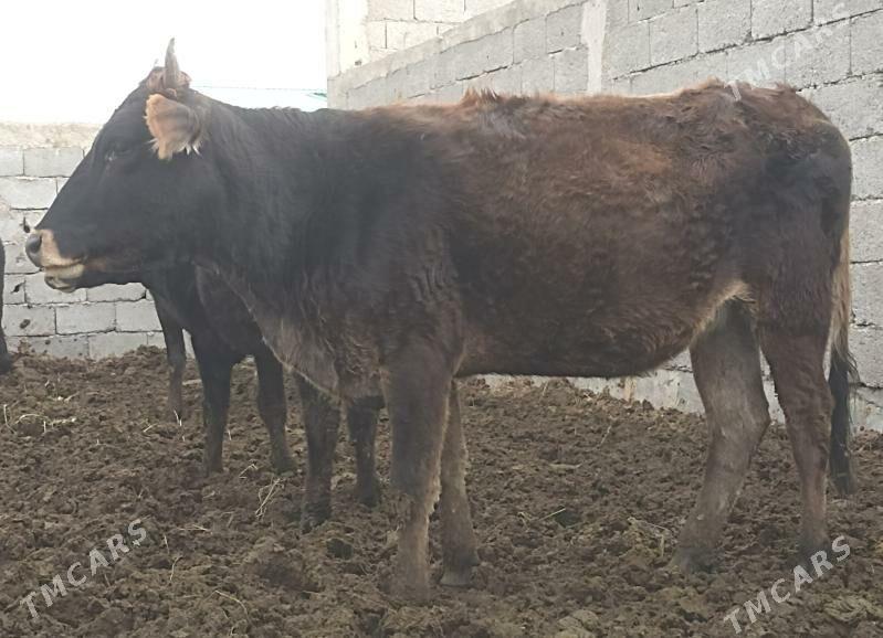 gysyr bakylan tüwe - Гёкдепе - img 2