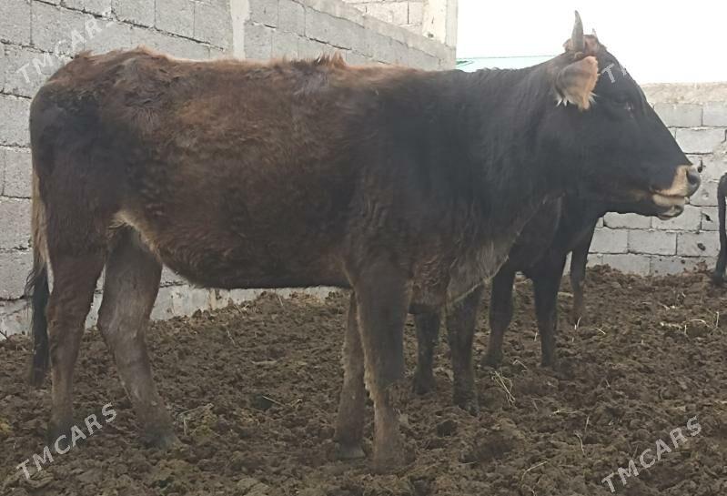 gysyr bakylan tüwe - Гёкдепе - img 4