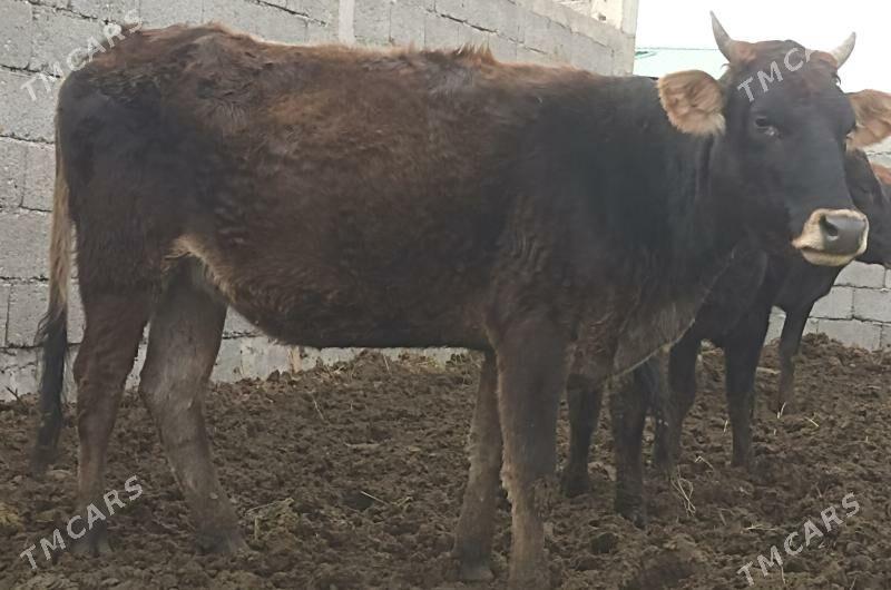 gysyr bakylan tüwe - Гёкдепе - img 3