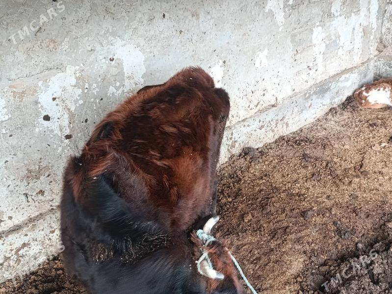 İnek - Туркменабат - img 1