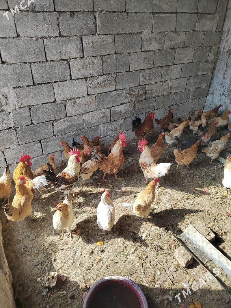 towuk juje horaz - Garadamak Şor - img 3