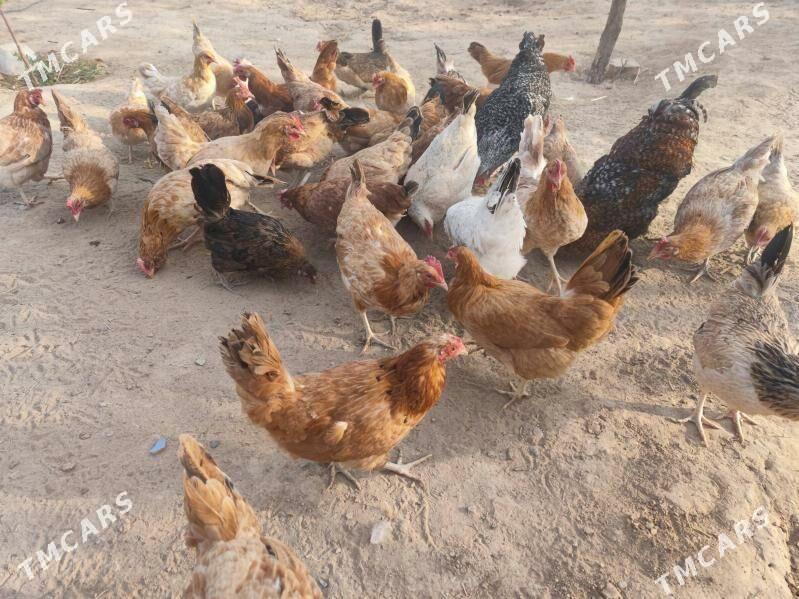 towuk juje horaz - Garadamak Şor - img 7