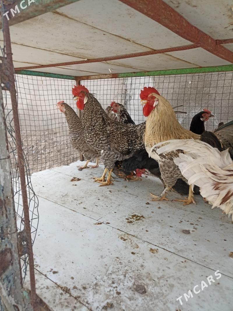 towuk juje horaz - Garadamak Şor - img 9