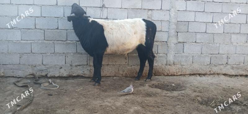 gole okuz - Бузмеин - img 3