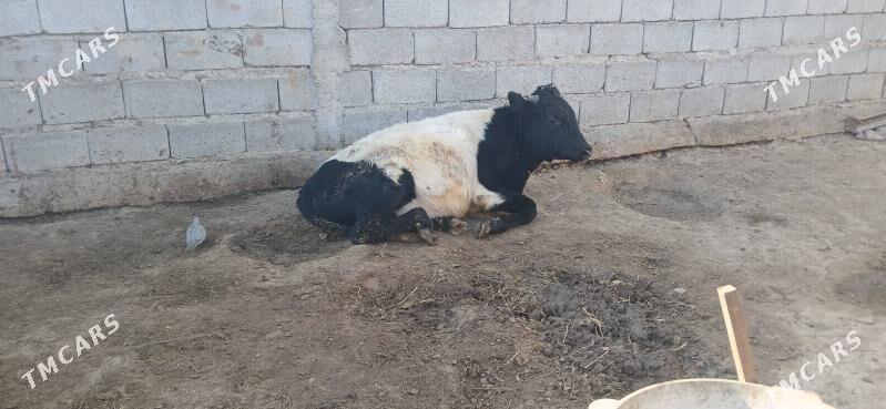 gole okuz - Бузмеин - img 6