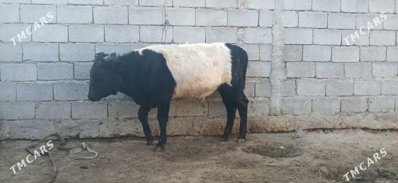 gole okuz - Бузмеин - img 2