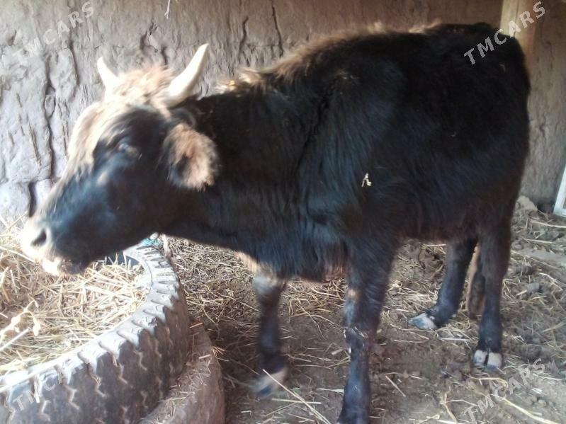 öküz 2 yaşar - Чарджоу - img 2