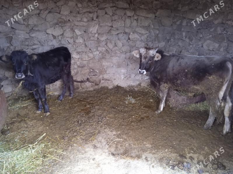 okuzler - Bäherden - img 5