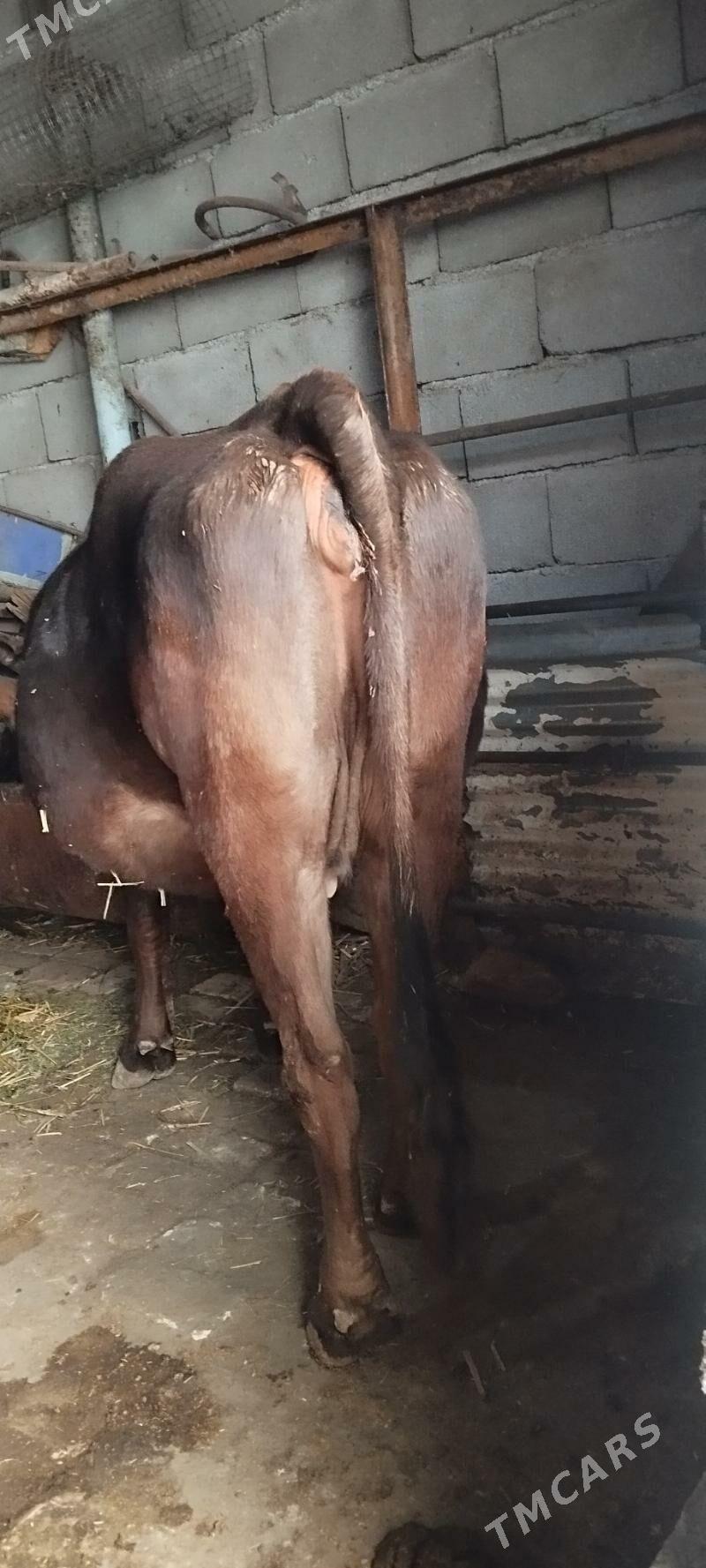 agyr bogaz sygyr - Ашхабад - img 2