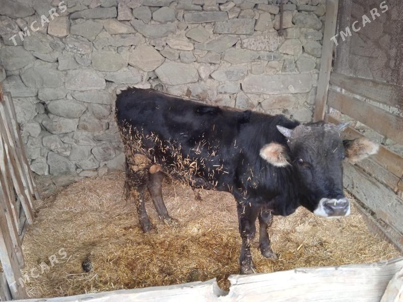 okuzler - Bäherden - img 3