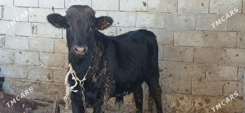 ökuz. - Gökdepe - img 2