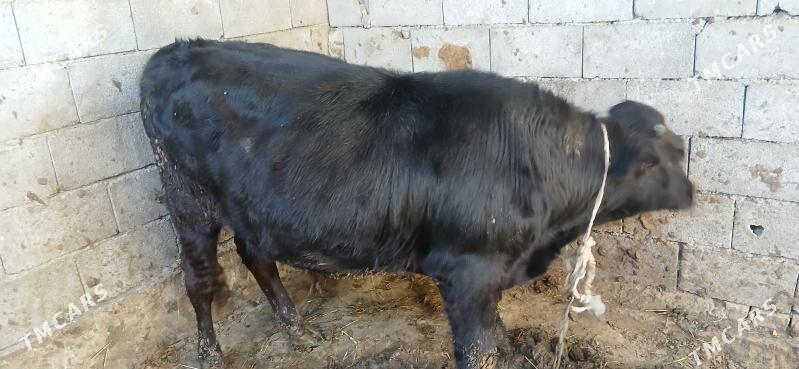 ökuz. - Gökdepe - img 3