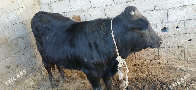 ökuz. - Gökdepe - img 4