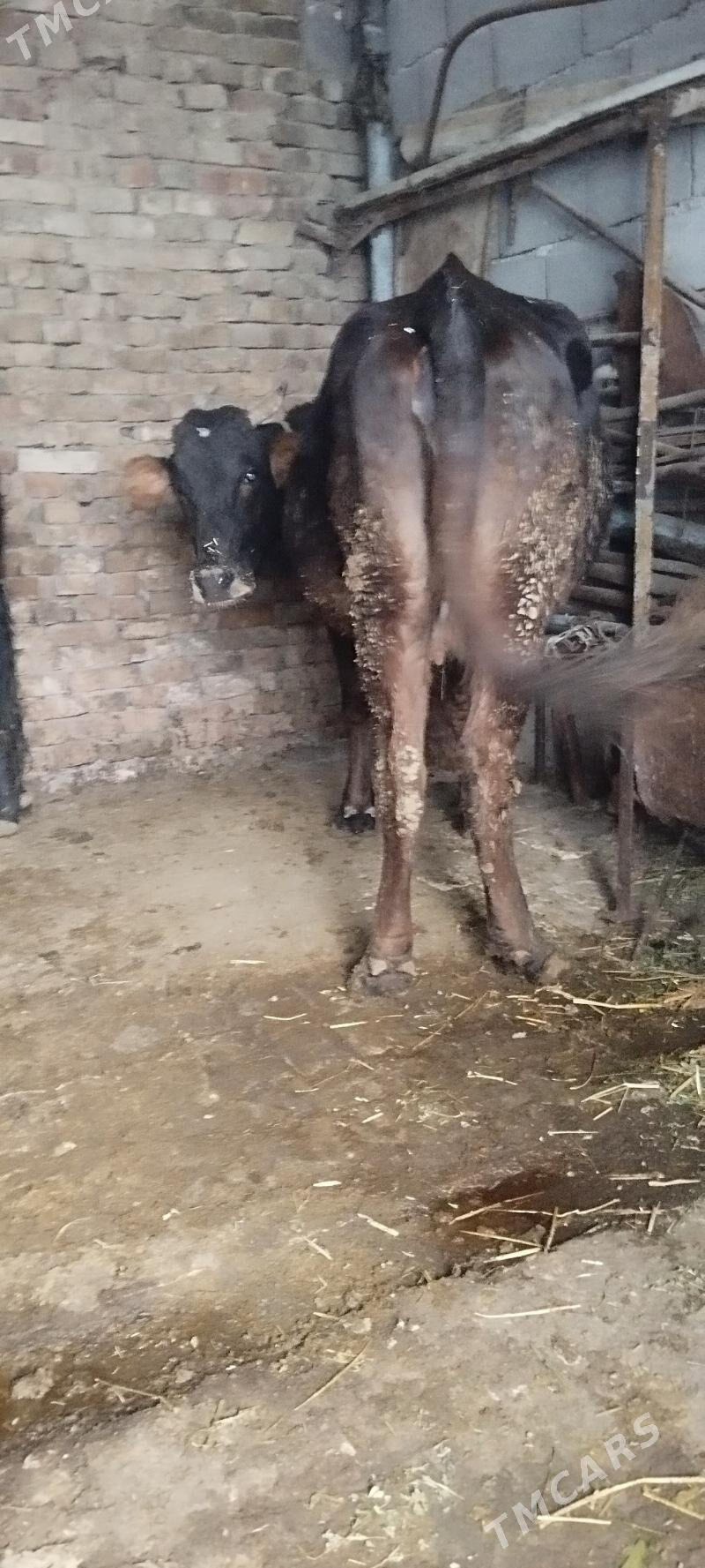 agyr bogaz sygyr - Ашхабад - img 3