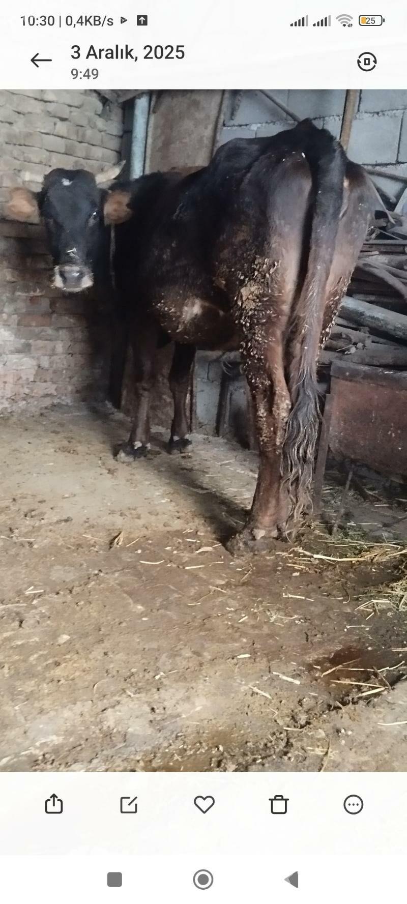 agyr bogaz sygyr - Ашхабад - img 2