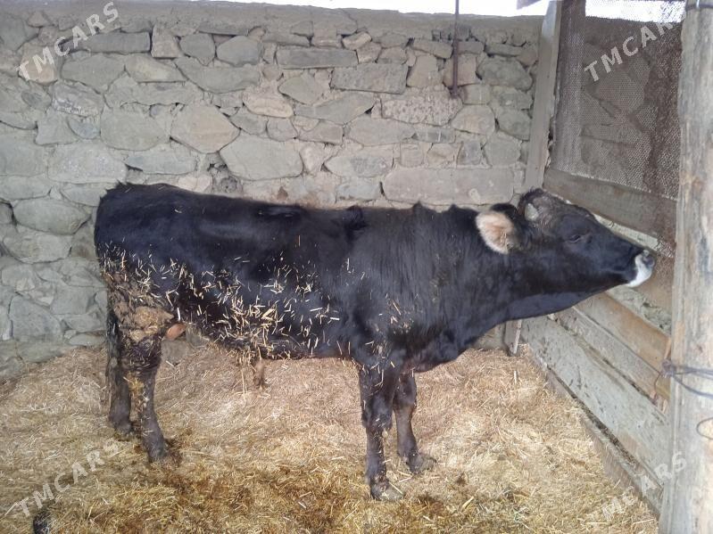 okuzler - Bäherden - img 4