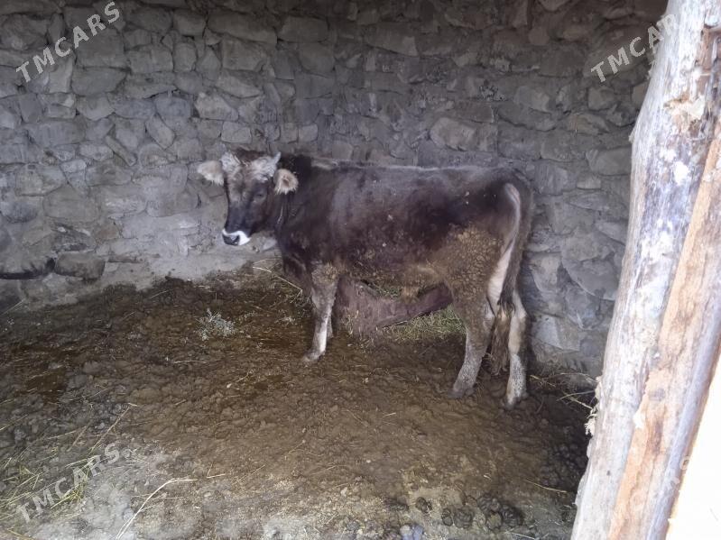 okuzler - Bäherden - img 6