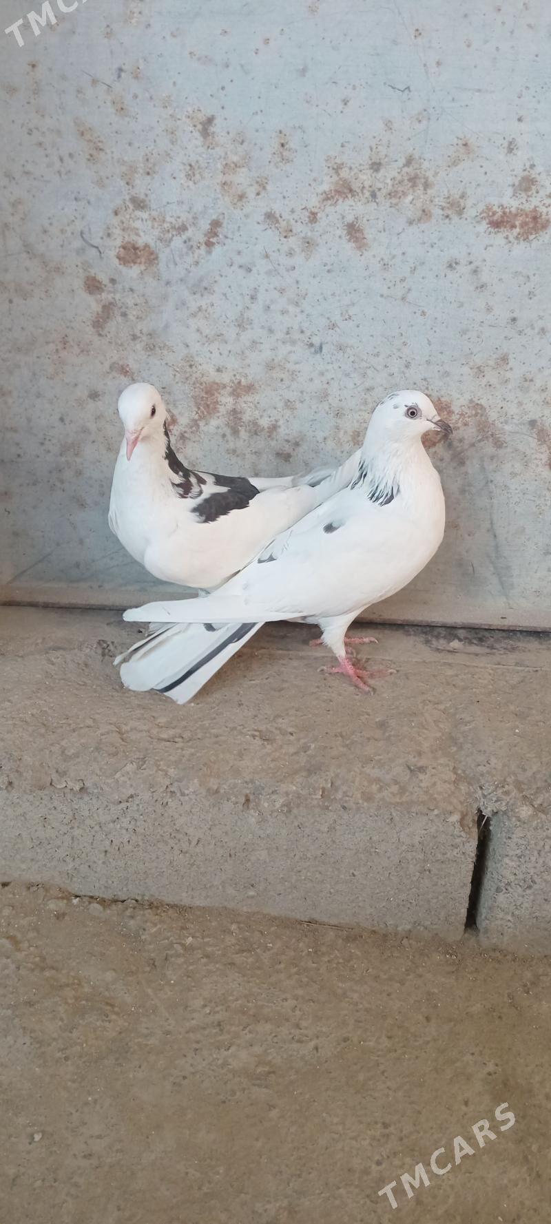 kepderi - Гызыларбат - img 3