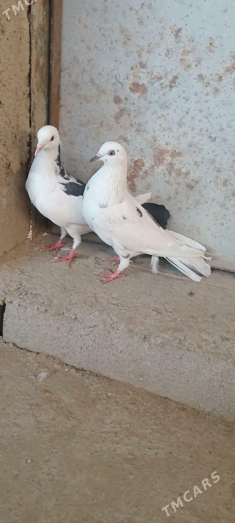 kepderi - Гызыларбат - img 2