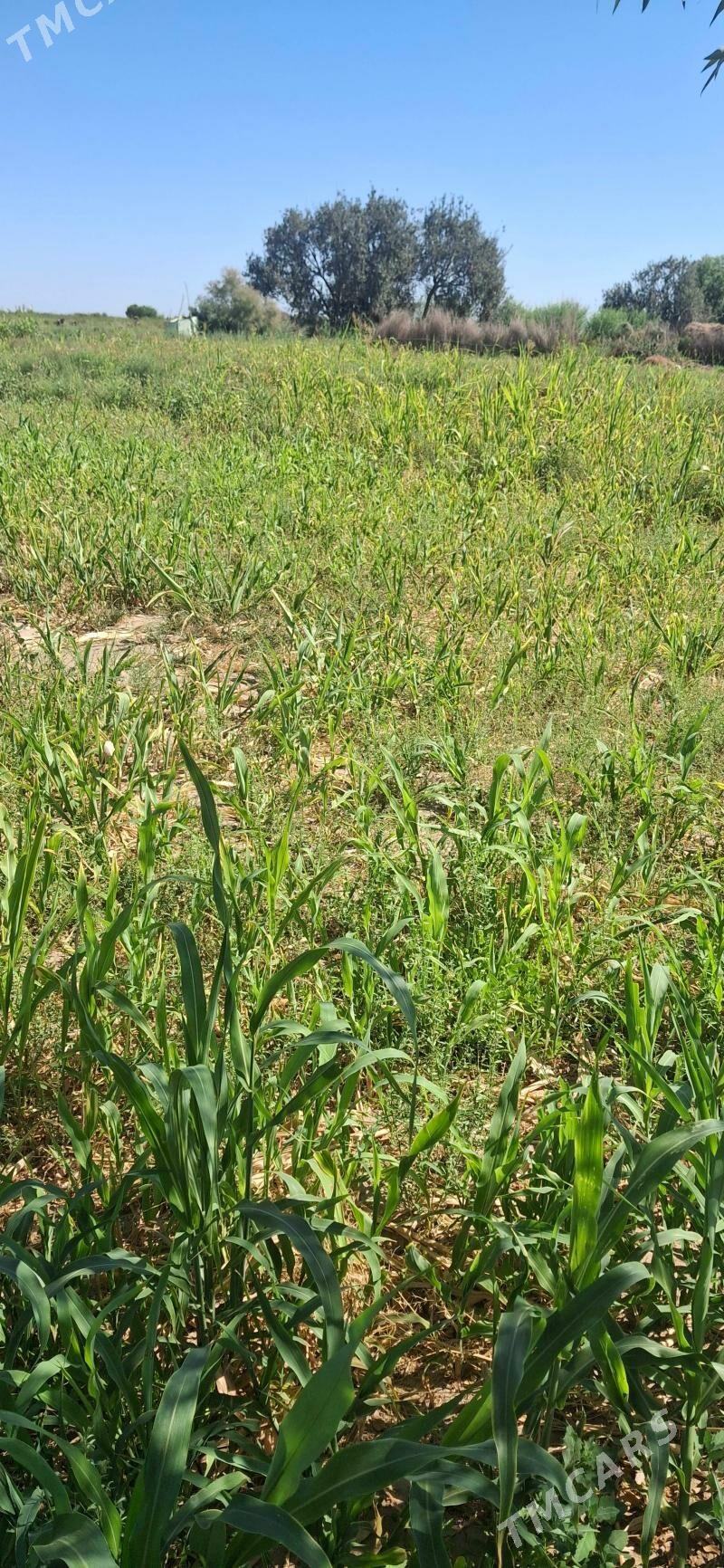 satlyk jay - Ruhubelent etraby - img 2