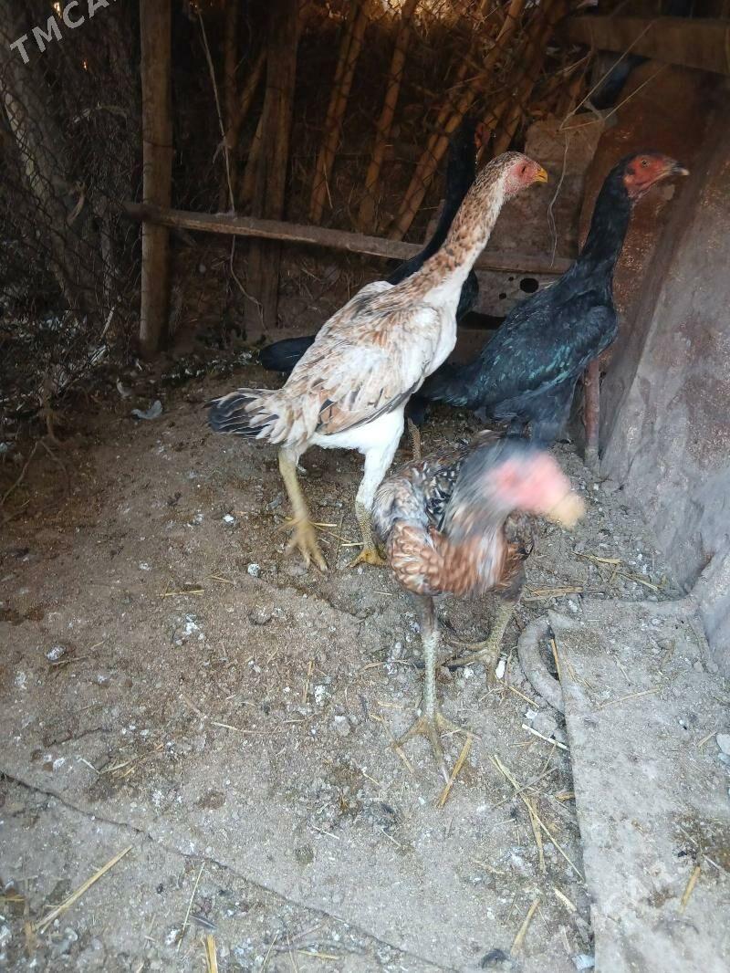 Baýsy mäki - Sakar - img 3