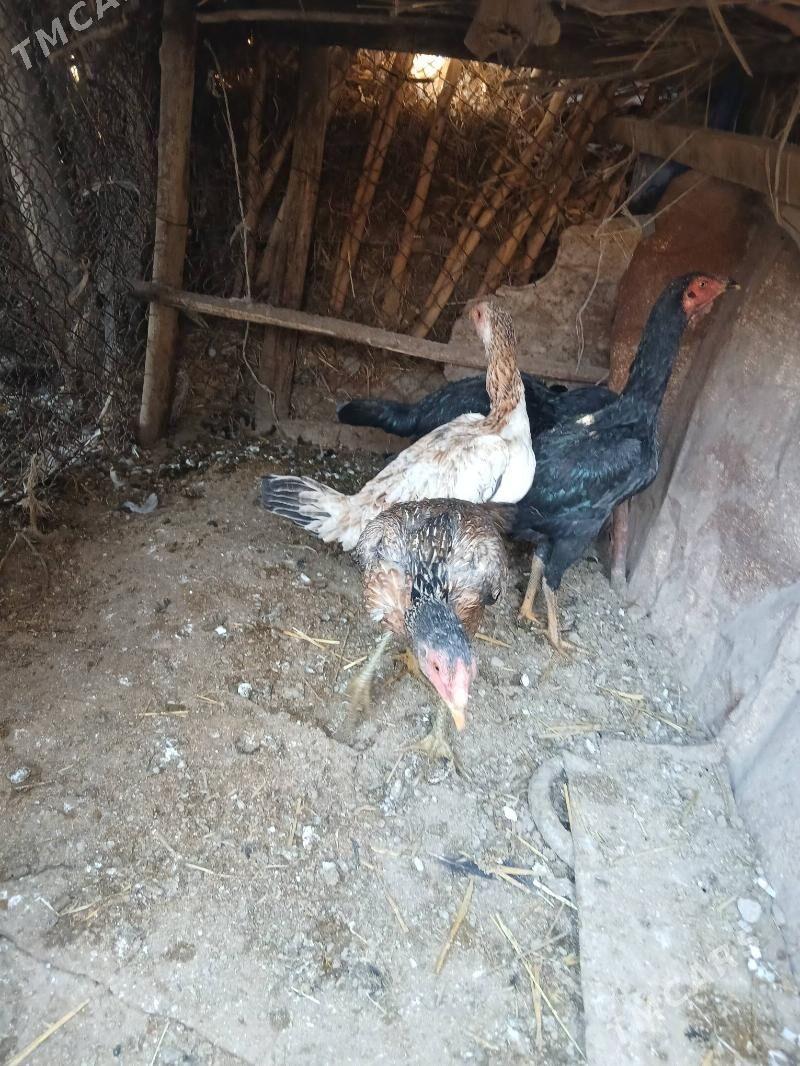 Baýsy mäki - Sakar - img 4