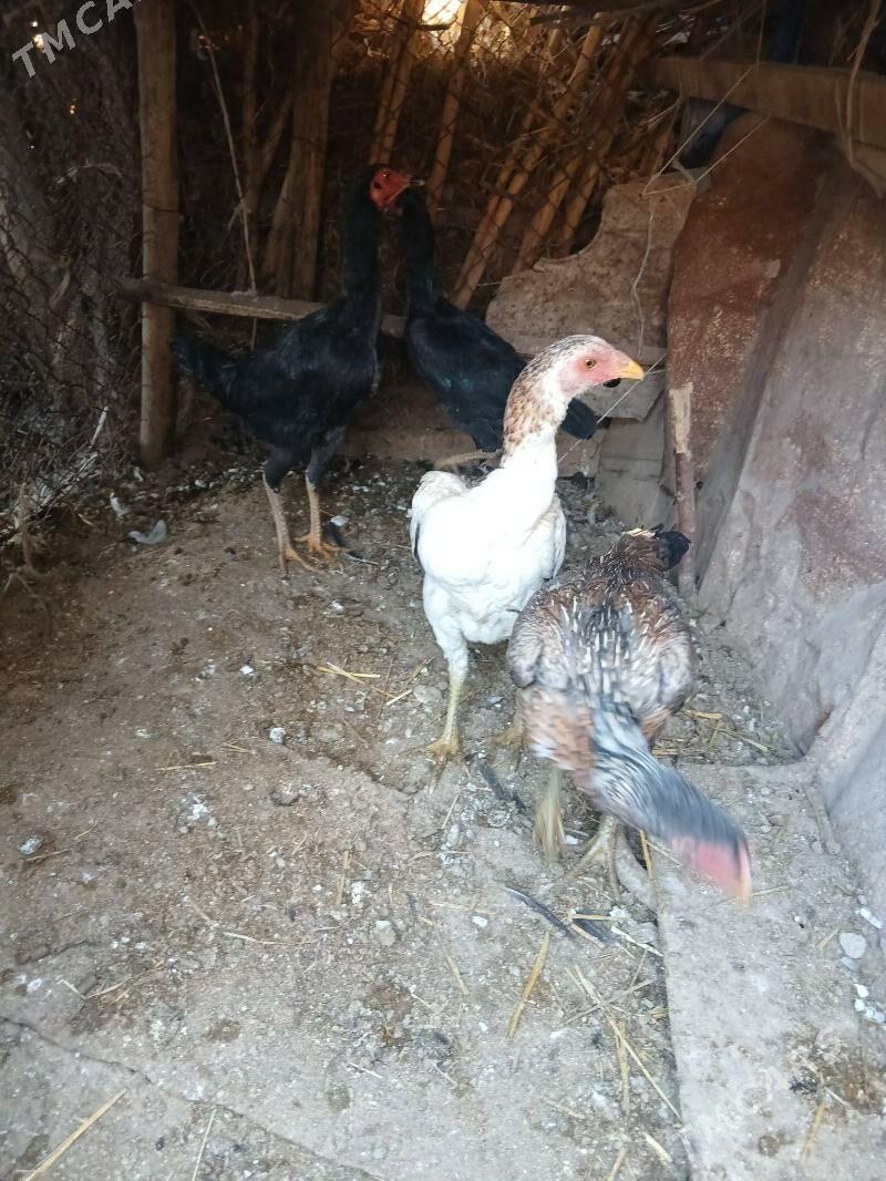 Baýsy mäki - Sakar - img 2