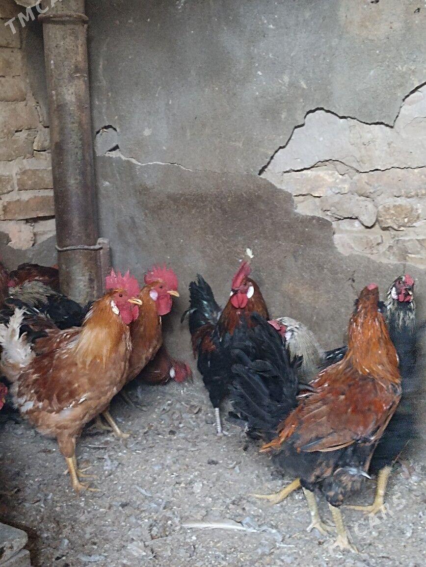 horaz - Гарадамак Шор - img 4