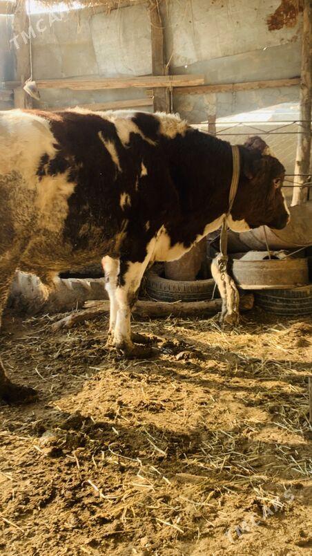 afistraliski - Саят - img 5