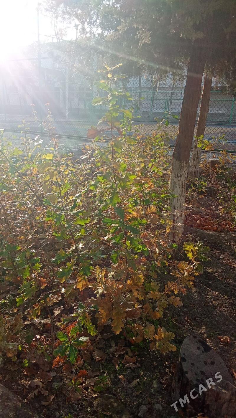 dub nahallary - Ашхабад - img 2