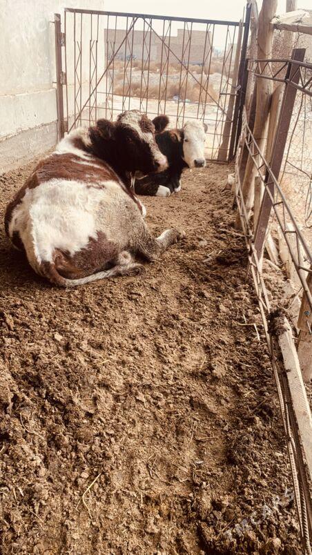 afistraliski - Саят - img 10