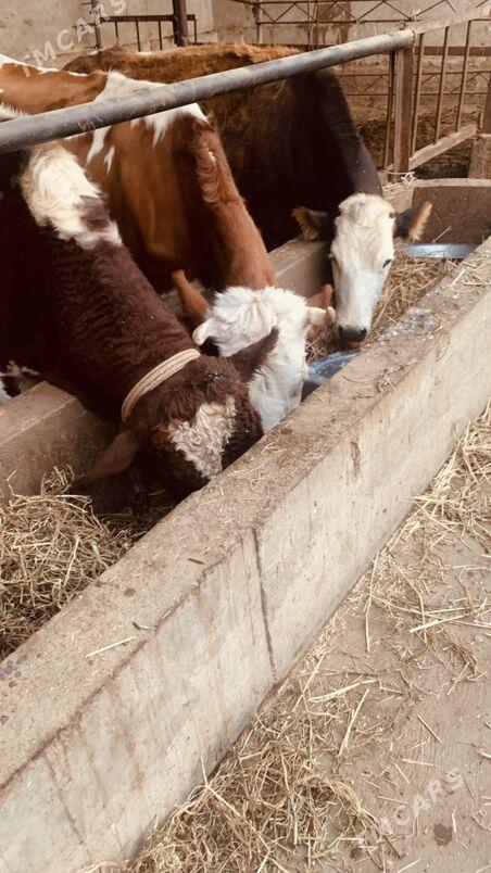 afistraliski - Саят - img 8