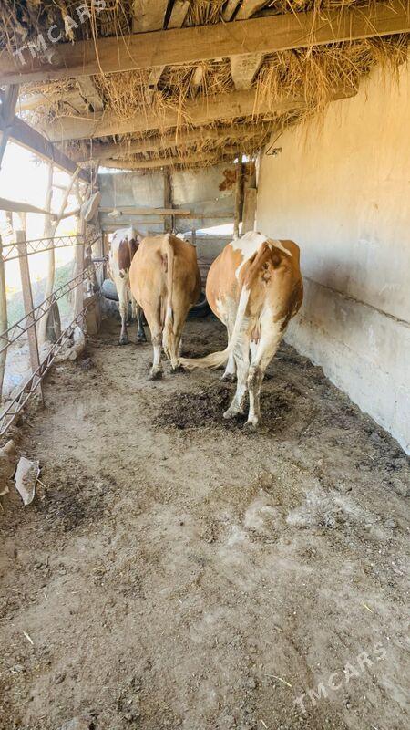 afistraliski - Саят - img 7