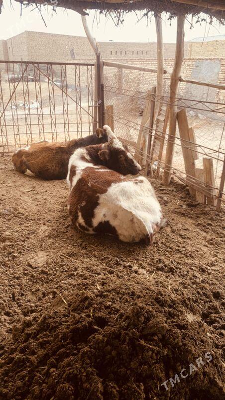 afistraliski - Саят - img 9