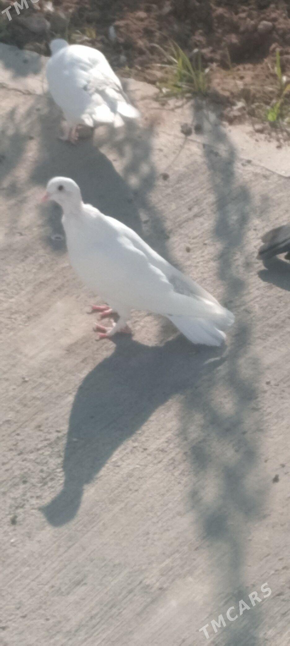 kepderi - Чоганлы - img 3