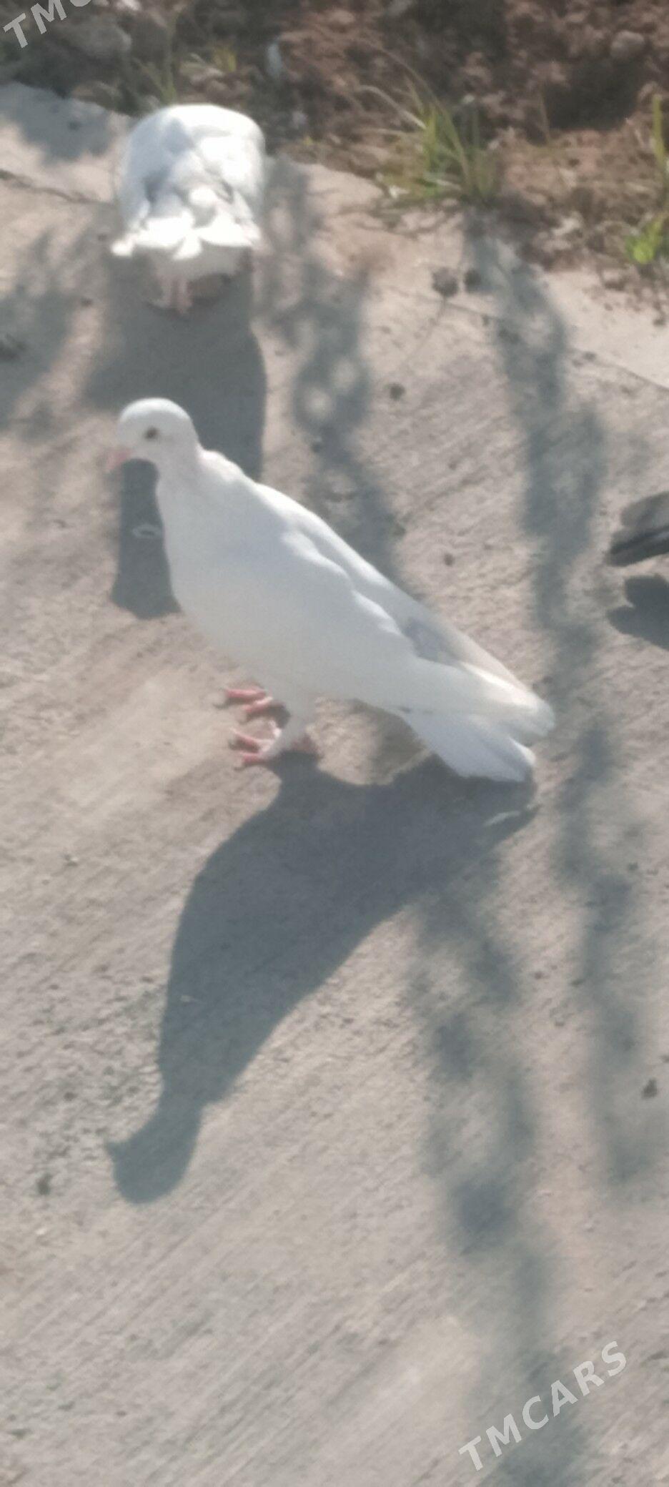 kepderi - Чоганлы - img 2