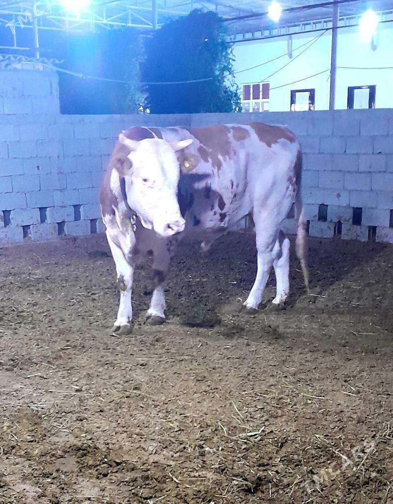 Simental Öküz - Änew - img 1