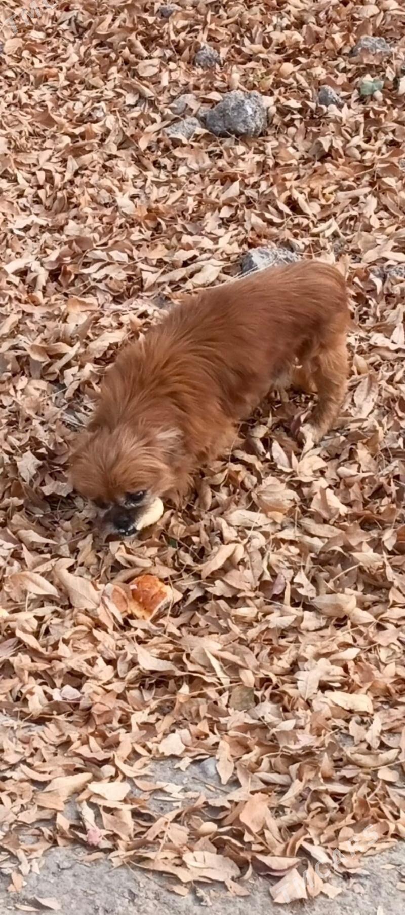 Пекинес - Туркменабат - img 2