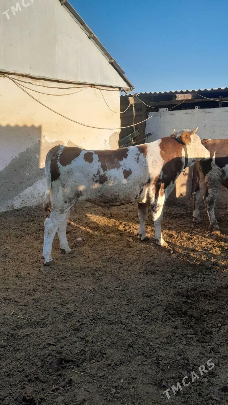 Simental Öküz - Анев - img 3