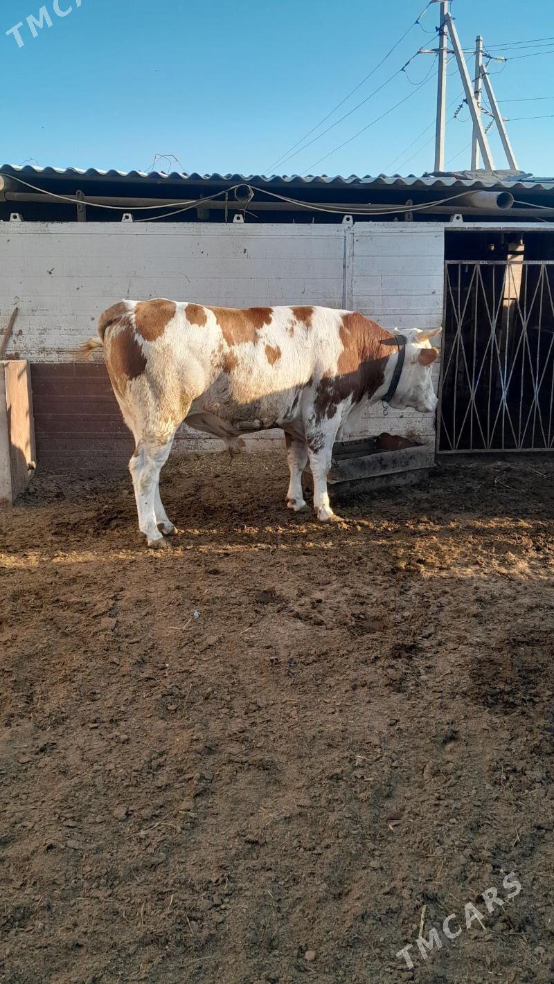 Simental Öküz - Анев - img 2