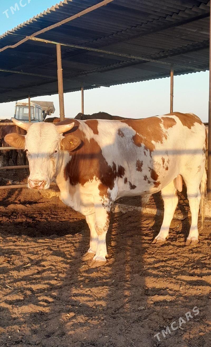 Simental Öküz - Анев - img 8